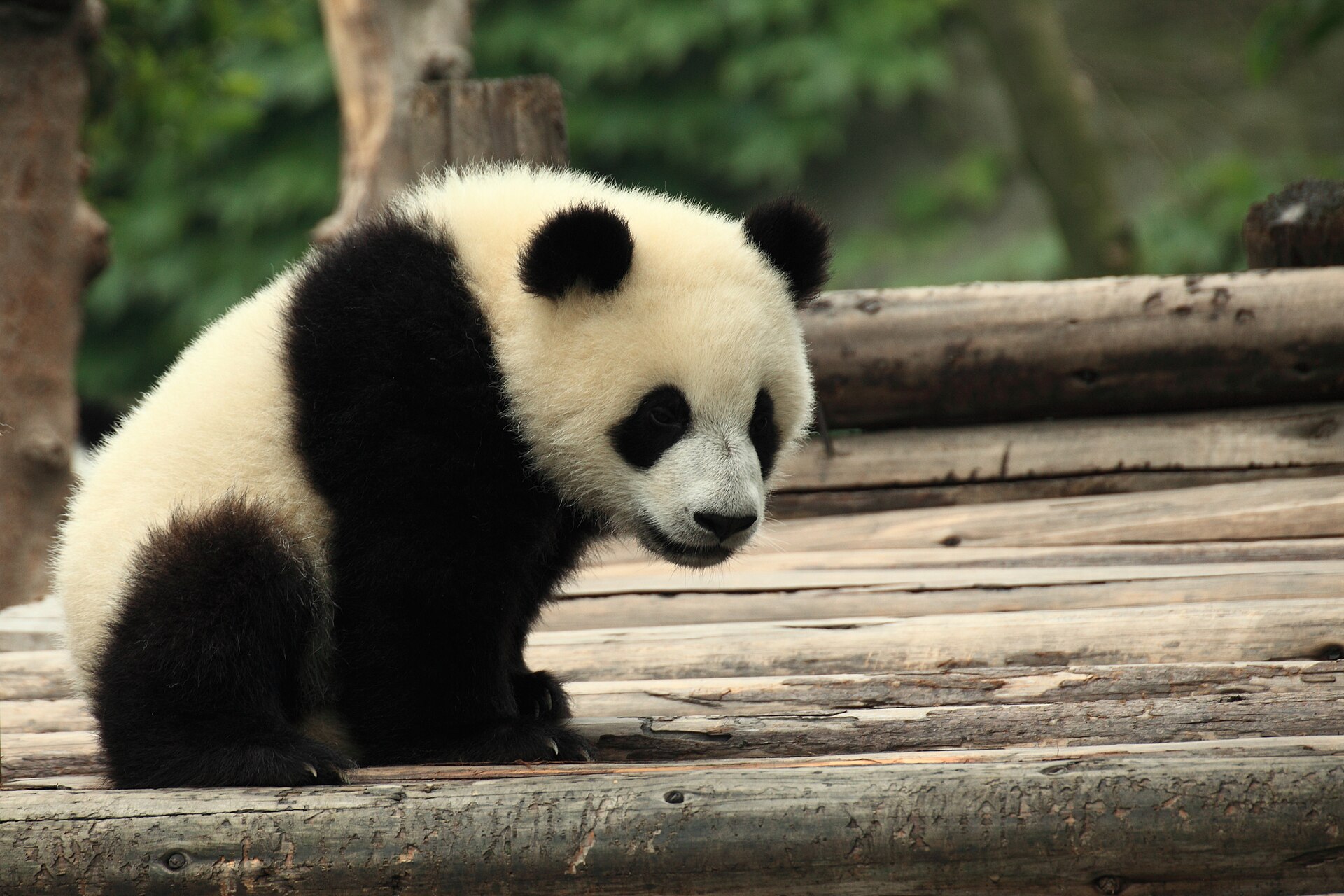 A giant panda at the Chengdu Research Base at the 8am feeding