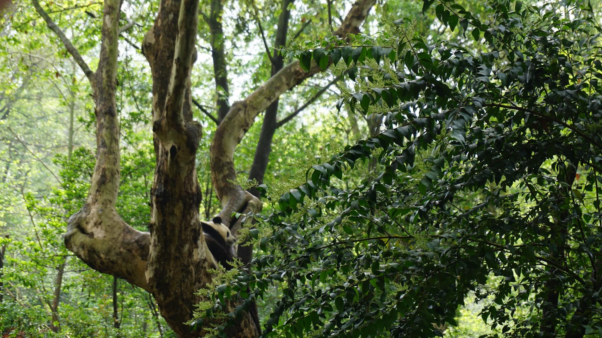 A giant panda asleep in the fork of a tree inside its forested enclosure