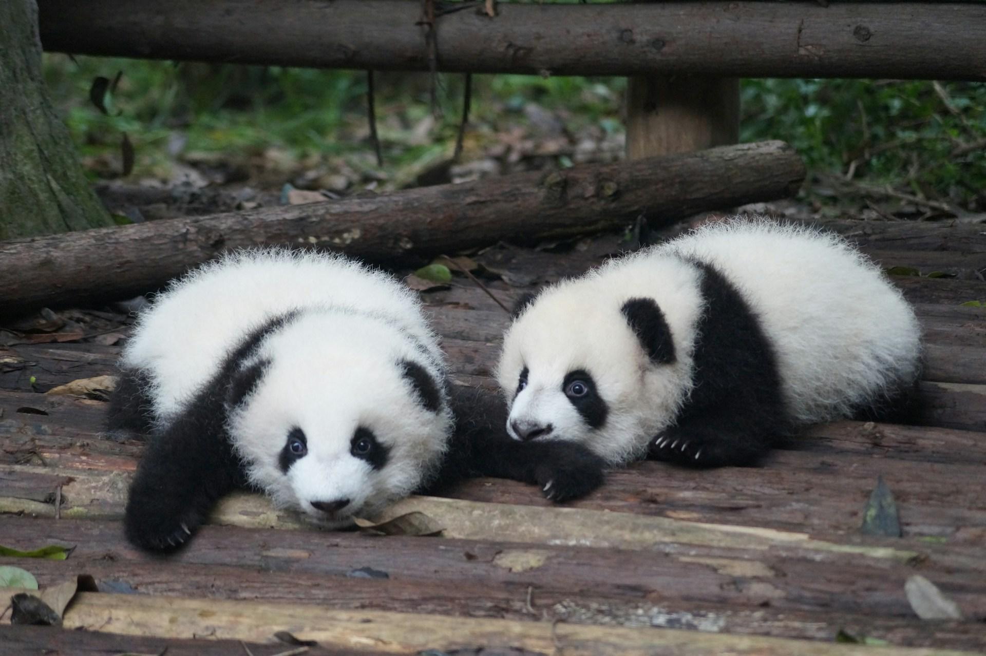 Two young giant pandas exploring a wooden platform at the Chengdu breeding centre