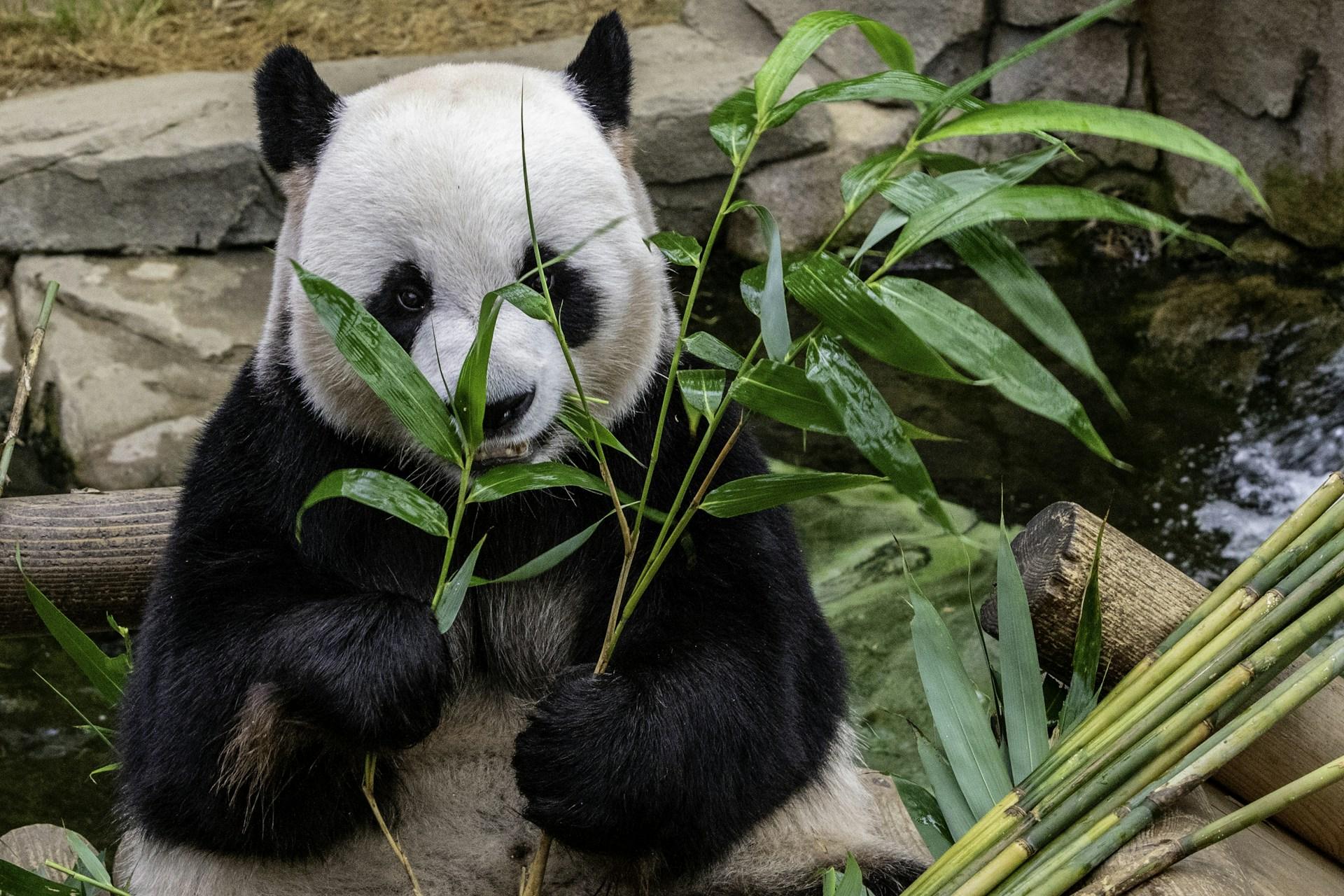 A giant panda pulling bamboo leaves towards its mouth at feeding time