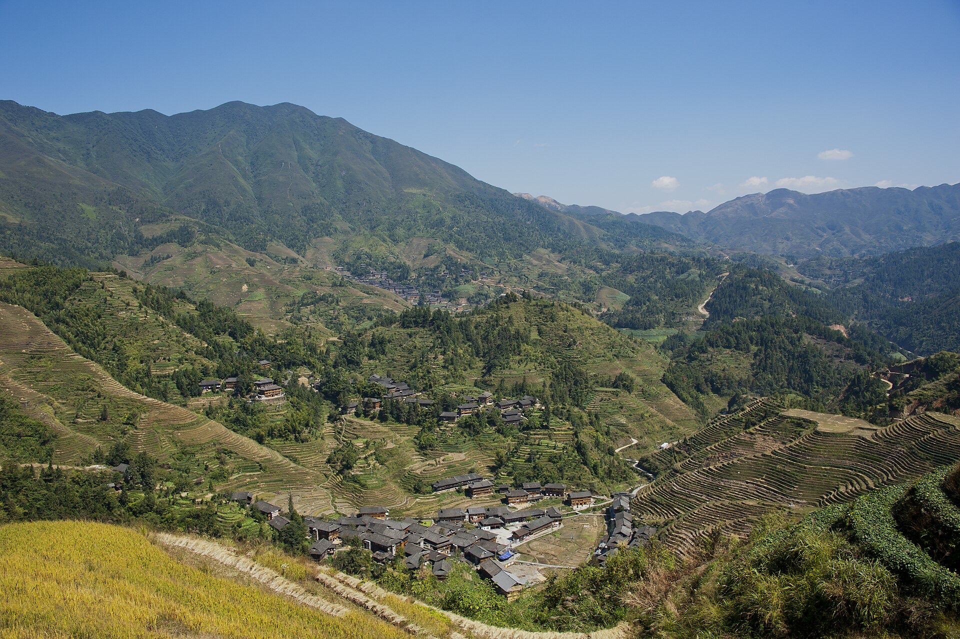 The Longji rice terraces near Dazhai village, contour lines climbing the valley with a golden rice field in the foreground